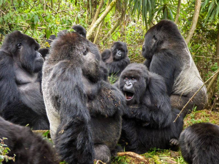 Covid-19: contagiati 13 gorilla dello zoo di Atlanta. Non erano stati vaccinati