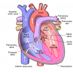 Cuore (bio) artificiale totale: un nuovo “organo” per la medicina personalizzata 3