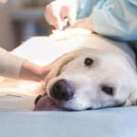 Animali domestici, allo studio pdl per aumentare esenzione fiscale su interventi salvavita