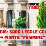 Decreto Cannabis: fino a 4 piante in casa per uso terapeutico o personale