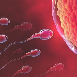 Medicina della riproduzione: effetti positivi del resveratrolo nel trattamento dell’infertilità