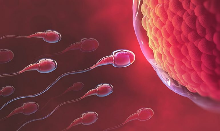 Medicina della riproduzione: effetti positivi del resveratrolo nel trattamento dell’infertilità