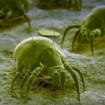 Allergia agli acari: i benefici dell'immunoterapia allergene specifica