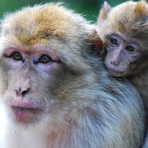 Nelle scimmie un gene che intrappola virus come Hiv ed Ebola