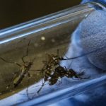 Dengue, nuovo inibitore può cambiare le prospettive di cura