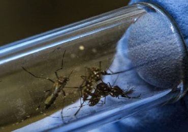Dengue, nuovo inibitore può cambiare le prospettive di cura