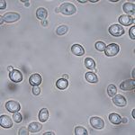 Pisa, identificati lieviti del pane che mostrano attività antinfiammatorie e favoriscono l'assorbimento dei minerali