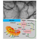 La valutazione del microcircolo e dei microparametri nella sepsi
