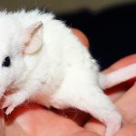 Paralisi da lesioni del midollo spinale: risultati promettenti da studio sui topi