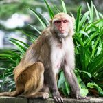 Virus dell'immunodeficienza eradicato nei macachi: nuove speranze di un vaccino contro l'Hiv dal Giappone