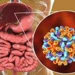 Epatite B, scoperto sottoinsieme di cellule coinvolte nella risposta immunitaria