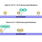 Sospetto variante SARS-CoV-2 Omicron per risultato negativo al test molecolare per il gene N: trovata invece Variante Delta AY.4 con doppia delezione atipica