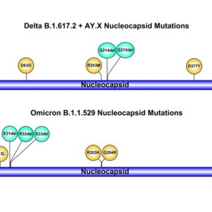 Sospetto variante SARS-CoV-2 Omicron per risultato negativo al test molecolare per il gene N: trovata invece Variante Delta AY.4 con doppia delezione atipica
