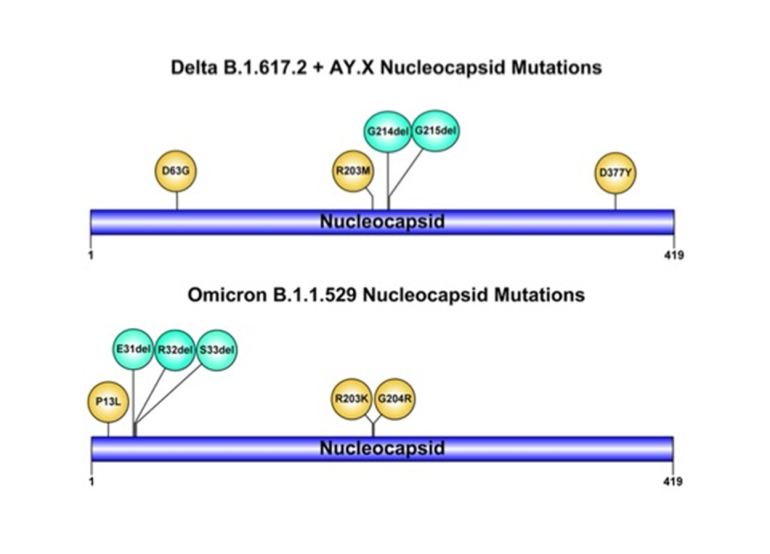 Sospetto variante SARS-CoV-2 Omicron per risultato negativo al test molecolare per il gene N: trovata invece Variante Delta AY.4 con doppia delezione atipica