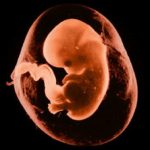 Il cancro imita l'embrione: scoperto meccanismo biologico che governa lo sviluppo di alcuni tumori molto aggressivi