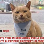 Il gatto Yang nominato per il Pdsa Order of Merit Award: è lui il migliore a coccolare i pazienti in corsia