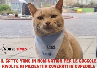 Il gatto Yang nominato per il Pdsa Order of Merit Award: è lui il migliore a coccolare i pazienti in corsia