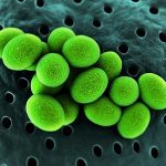 Ureaplasma urealyticum: sintomi, prevenzione e terapia