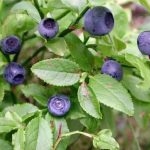 Ferite difficili: un possibile aiuto dall'estratto di mirtilli selvatici