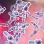Il superbatterio Clostridioides difficile può essere trasmesso dagli animali all'uomo 1