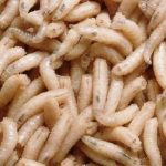 La terapia larvale nel Wound Healing