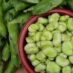 Favismo: cos'è, sintomi, cause e diagnosi