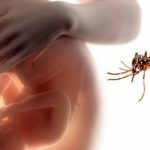 Virus Zika, ecco come può danneggiare lo sviluppo cerebrale dei nascituri