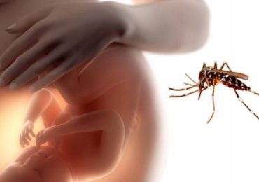 Virus Zika, ecco come può danneggiare lo sviluppo cerebrale dei nascituri