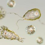 Usa, è allarme "ameba mangia-cervello": adolescente rischia la vita