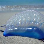 Caravella portoghese: se la conosci, la eviti