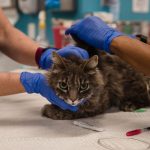 Coronavirus, in Thailandia il primo caso documentato di trasmissione da gatto a essere umano