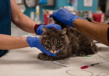 Coronavirus, in Thailandia il primo caso documentato di trasmissione da gatto a essere umano