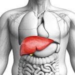 Esami del sangue per valutare lo stato di salute del fegato: quali sono e come interpretarli