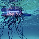 La caravella portoghese manda in terapia intensiva un bagnante