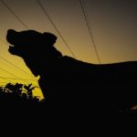 "Cani che abbaiano di notte causano un danno alla salute dei vicini": la sentenza della Cassazione