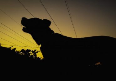"Cani che abbaiano di notte causano un danno alla salute dei vicini": la sentenza della Cassazione