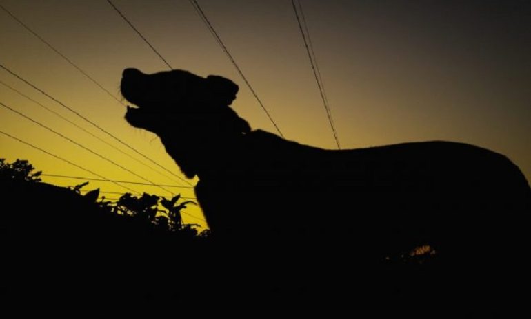 "Cani che abbaiano di notte causano un danno alla salute dei vicini": la sentenza della Cassazione