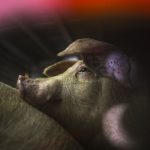 Ripristinate funzioni vitali di alcuni maiali a un'ora dalla morte: lo studio Usa