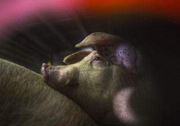 Ripristinate funzioni vitali di alcuni maiali a un'ora dalla morte: lo studio Usa
