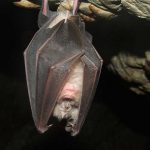 Russia, scoperto virus simile al Sars-CoV2 in un pipistrello: sembra resistere ai vaccini anti-Covid