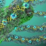 Algeria, scoperti batteri sotterranei che digeriscono il glutine