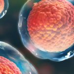 Diabete di tipo 1, è possibile rendere invisibili al sistema immunitario le cellule staminali pluripotenti indotte