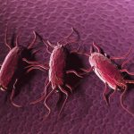 Il Ministero della Salute lancia l'allarme Listeria "Attenzione alta", in due anni 3 morti e 66 casi. Conosciamolo bene