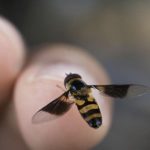 Punture di insetti, attivo al Bambino Gesù un servizio di vaccinazione specifica