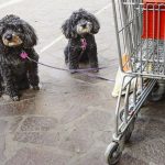 Cani nei supermercati, arriva l'ok del ministero della Salute
