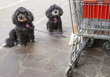 Cani nei supermercati, arriva l'ok del ministero della Salute