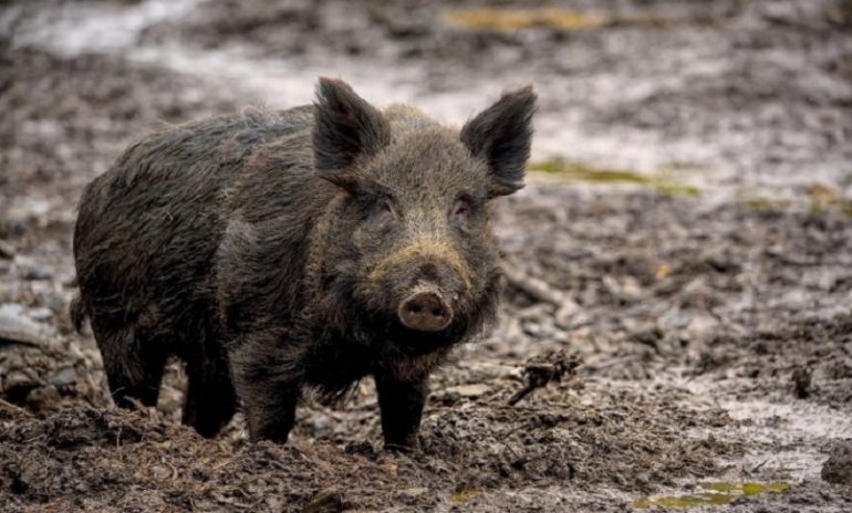 Foggia, è allarme trichinellosi. Ecco di cosa si tratta