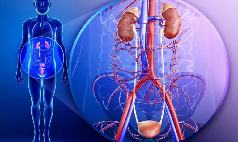 Antibiotico gepotidacina efficace contro le infezioni non complicate del tratto urinario