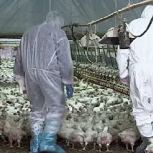 Cina, donna morta di influenza aviaria: è la prima vittima umana