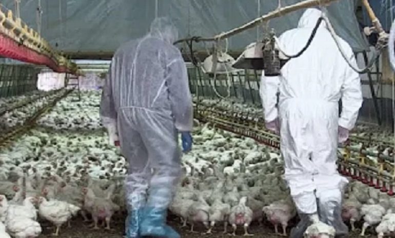 Cina, donna morta di influenza aviaria: è la prima vittima umana